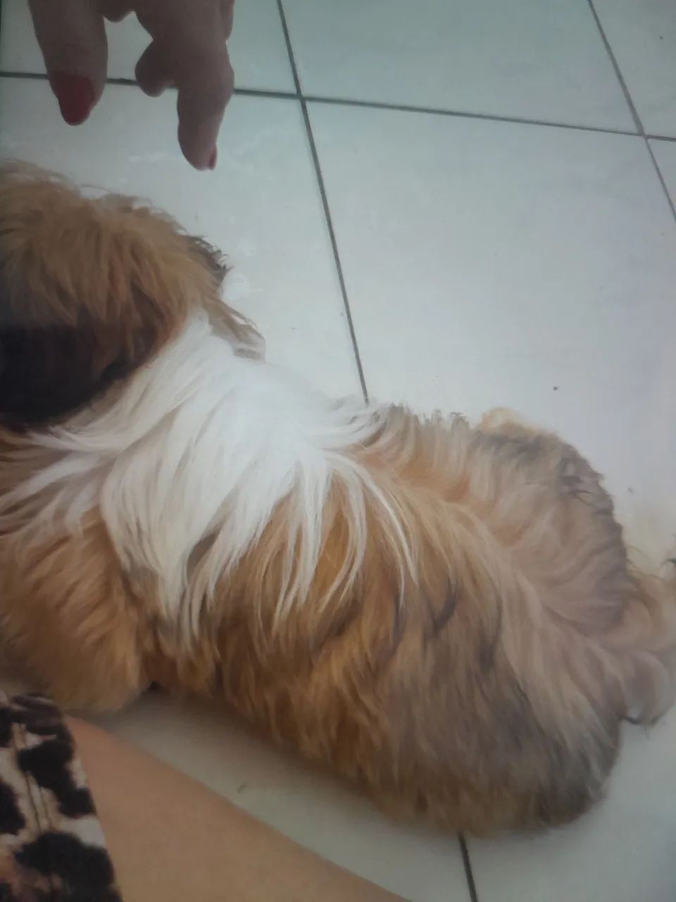 Lhasa Apso - Foto 3