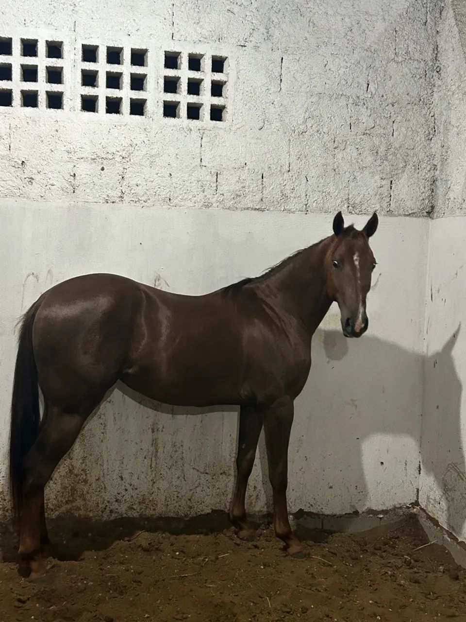 Égua Quarto de milha  - Foto 3