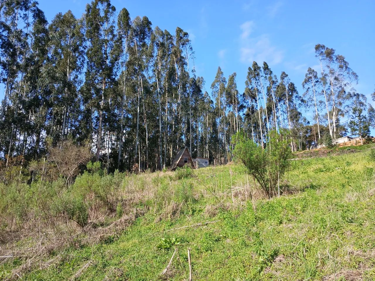 Chácara em Postema Campo Alegre SC - Foto 4