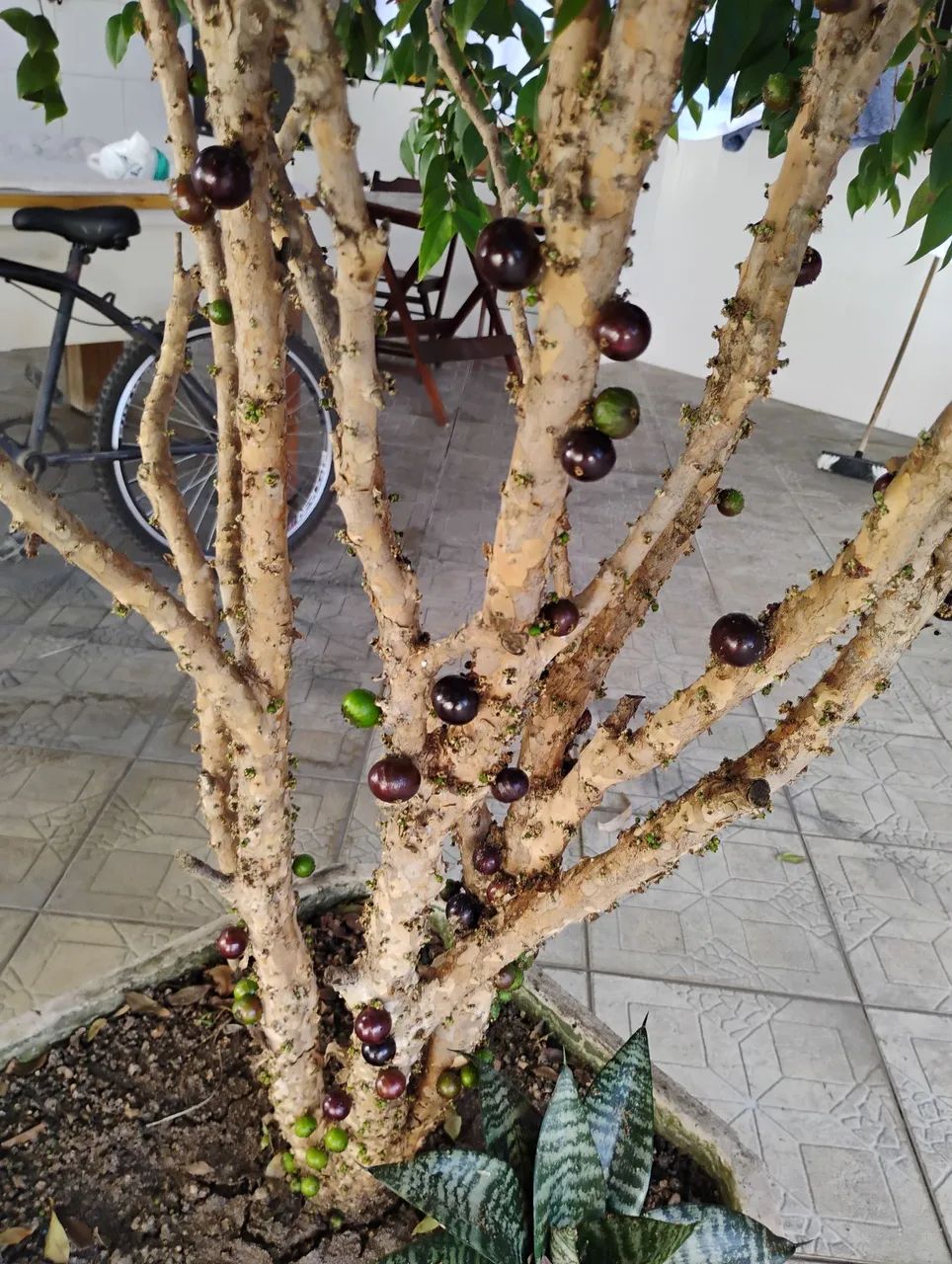 Pe de jabuticaba - Foto 5