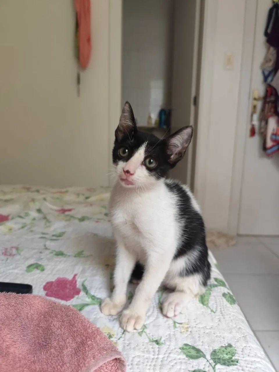 Gatinho para adoção 