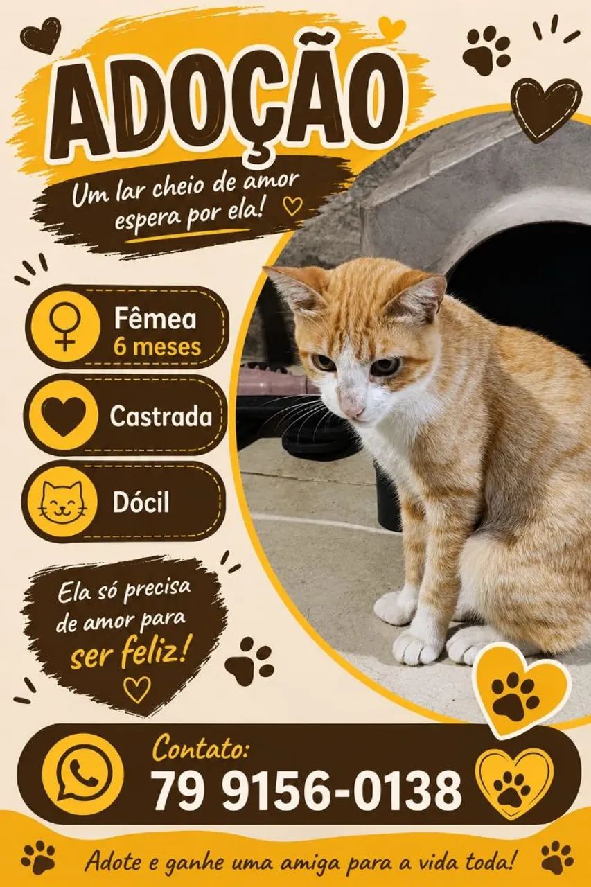 Gatinhos para adoção responsável  - Foto 3