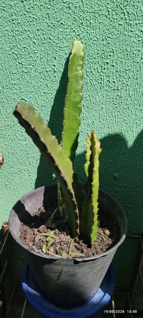 Plantas diversas  - Foto 2