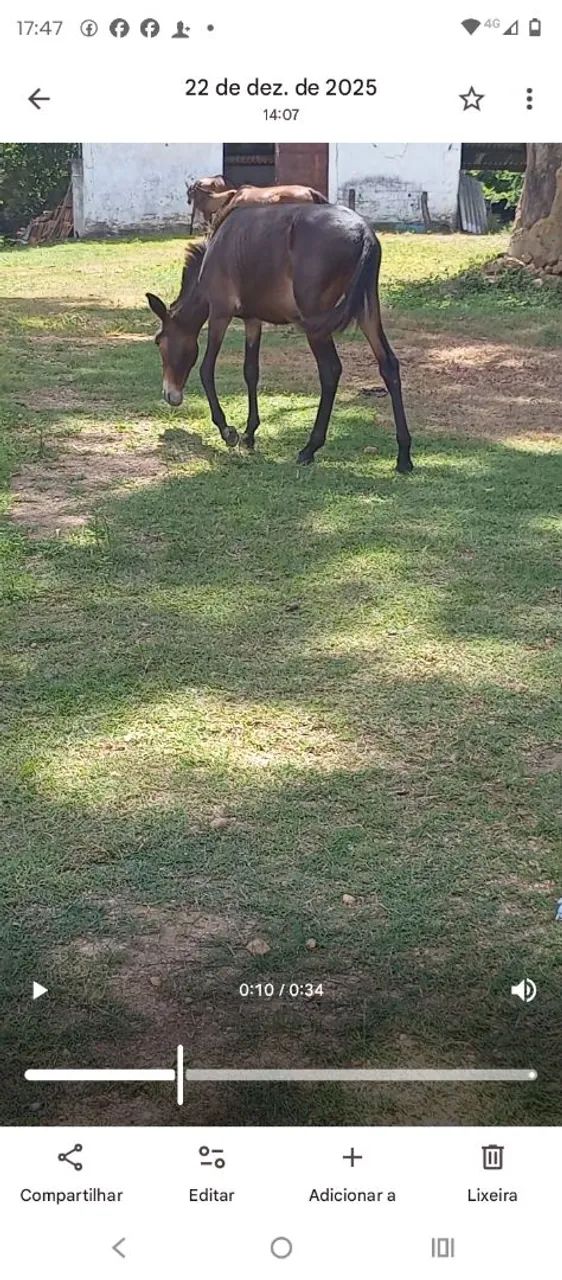 Vendo burro a ano e dois meses  - Foto 5