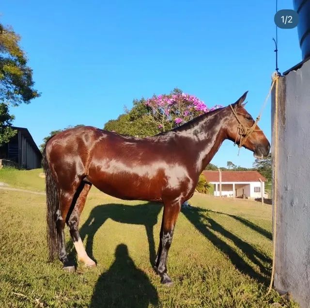 Égua  - Foto 2
