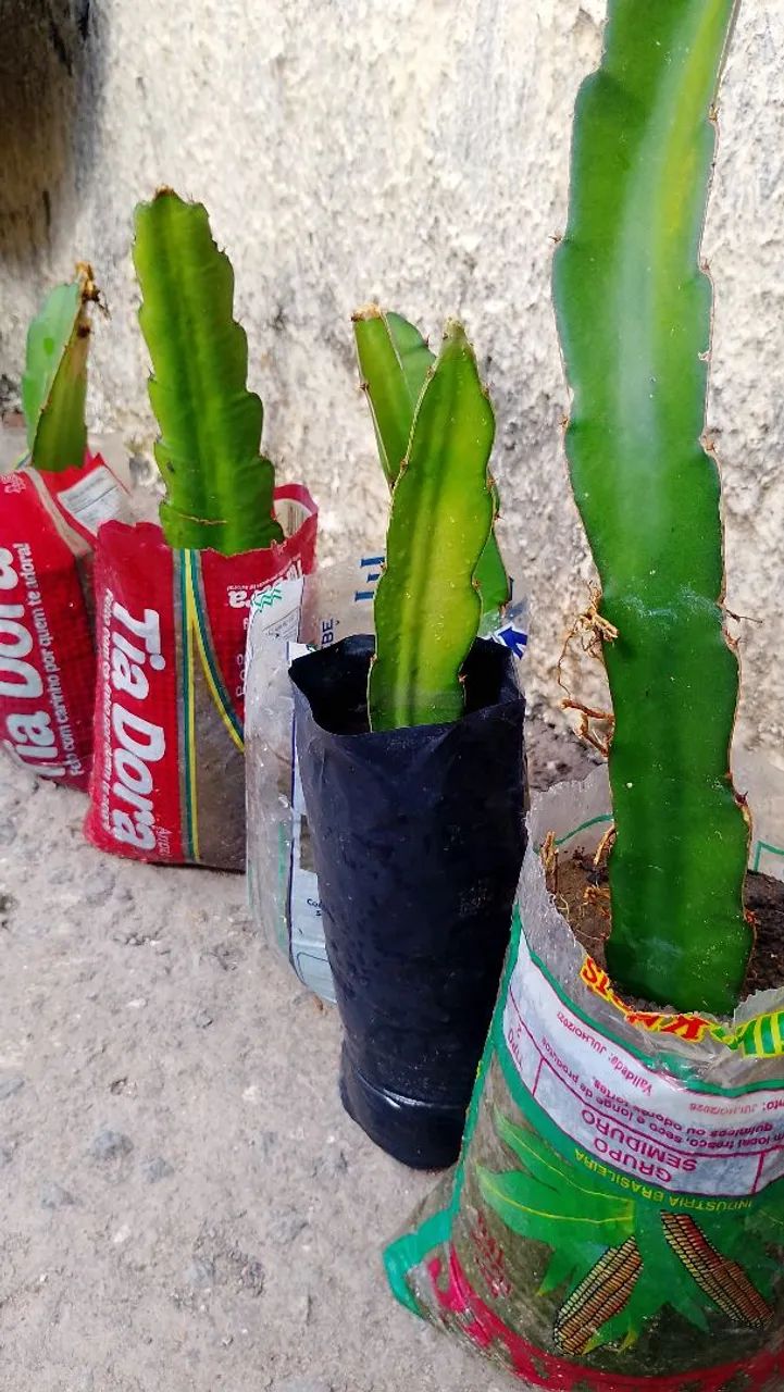 Pitaya