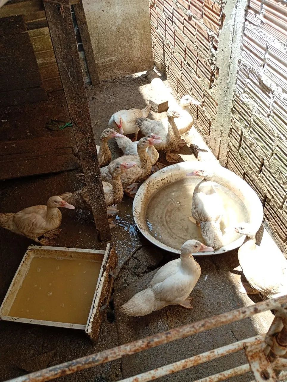 Vendo patos novos  - Foto 2