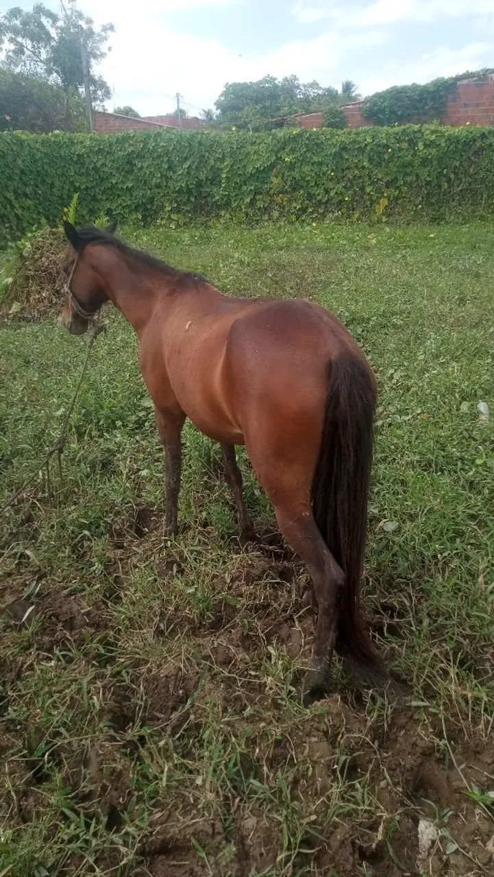 Égua  - Foto 4