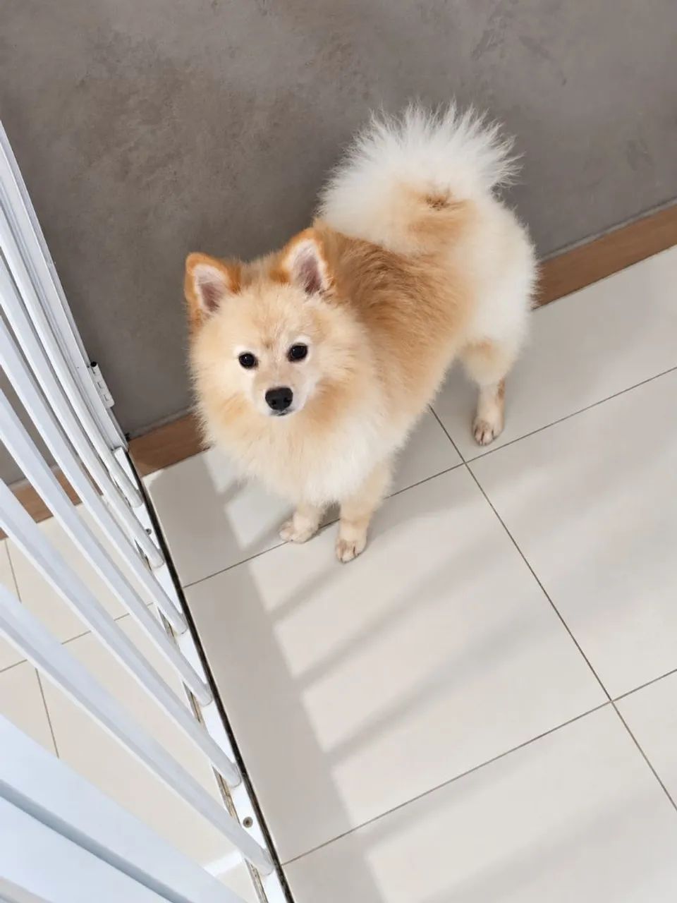 Spitz Alemão à venda  - Foto 2