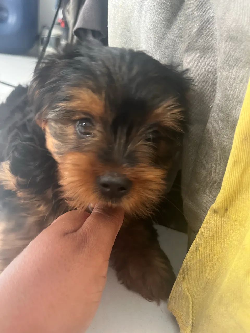 Filhote de yorkshire  - Foto 2