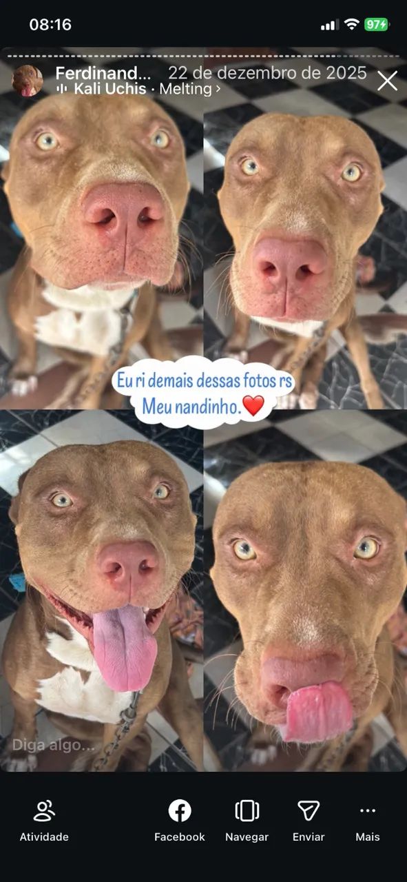 Pitbull - Foto 4