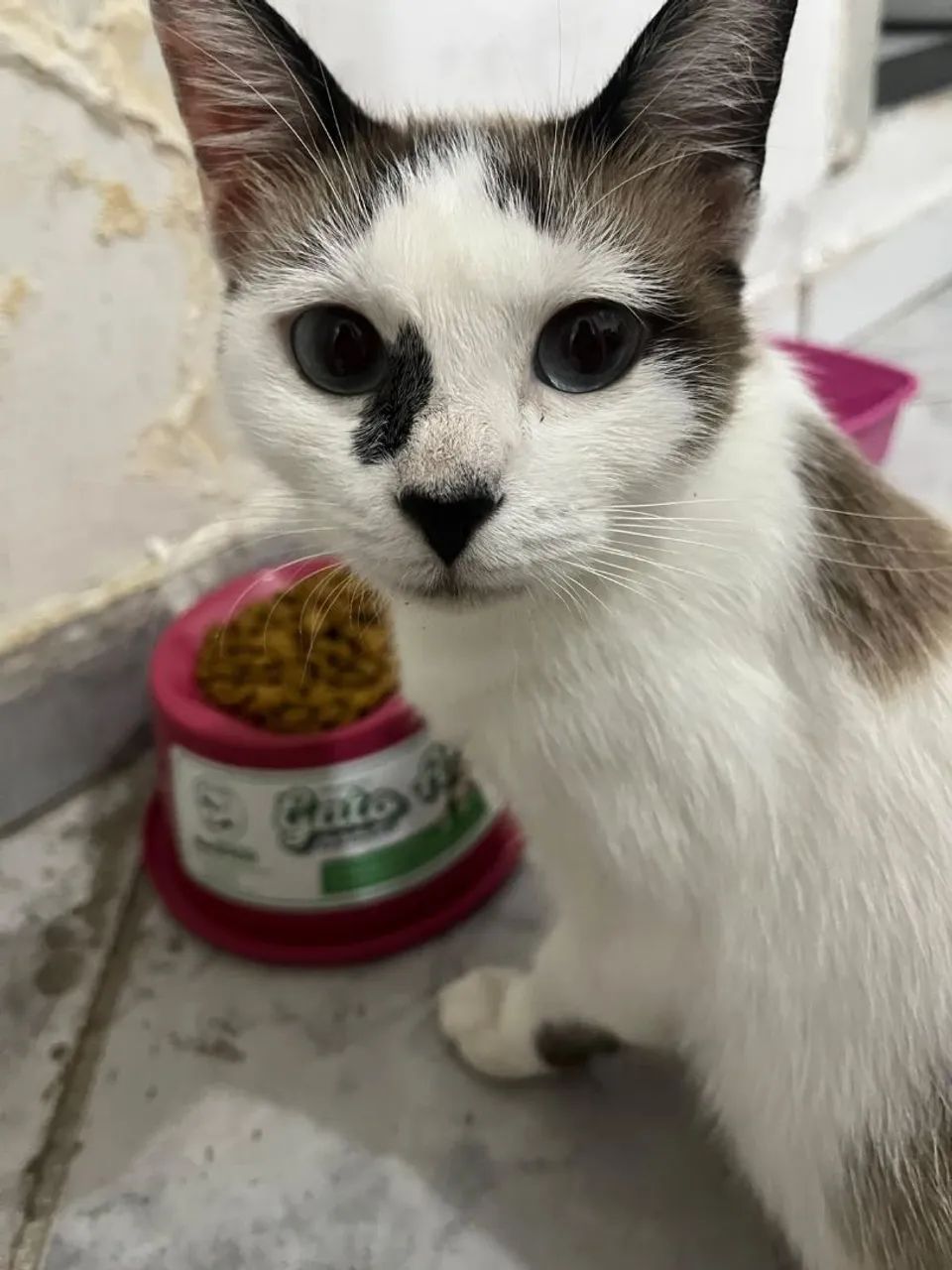 Gatinha muito dócil e educada