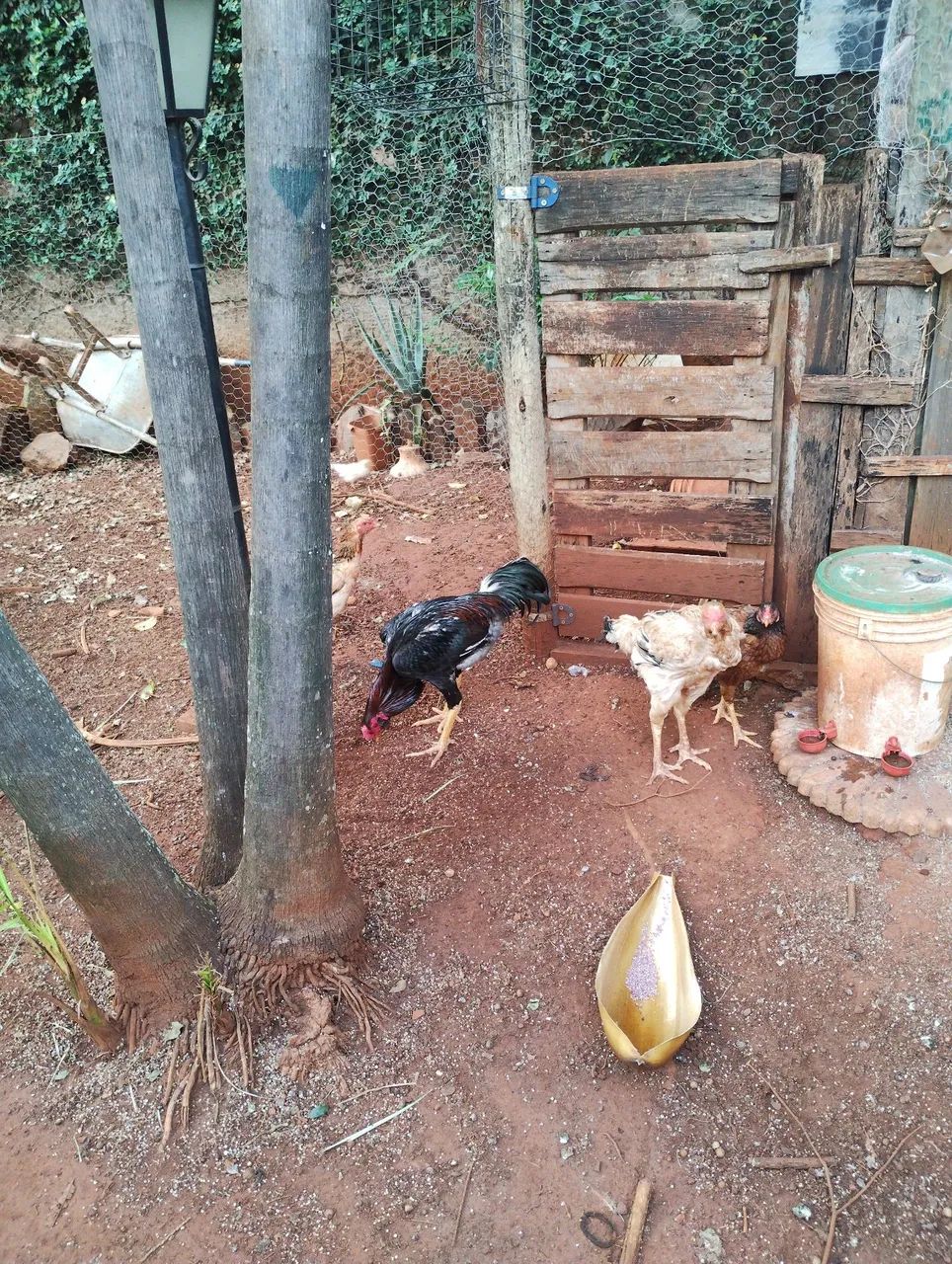 Galinhas caipira  - Foto 2