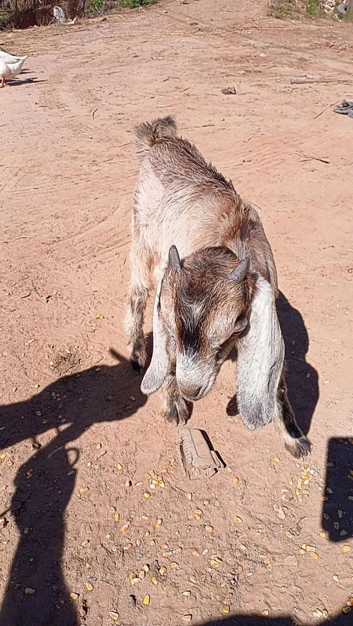 Cabrito  - Foto 4