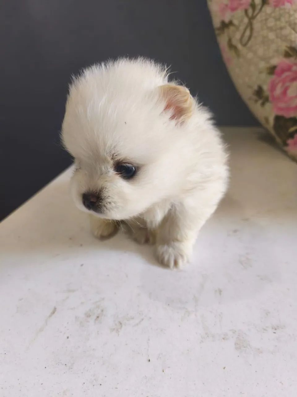 Spitz alemão  - Foto 2