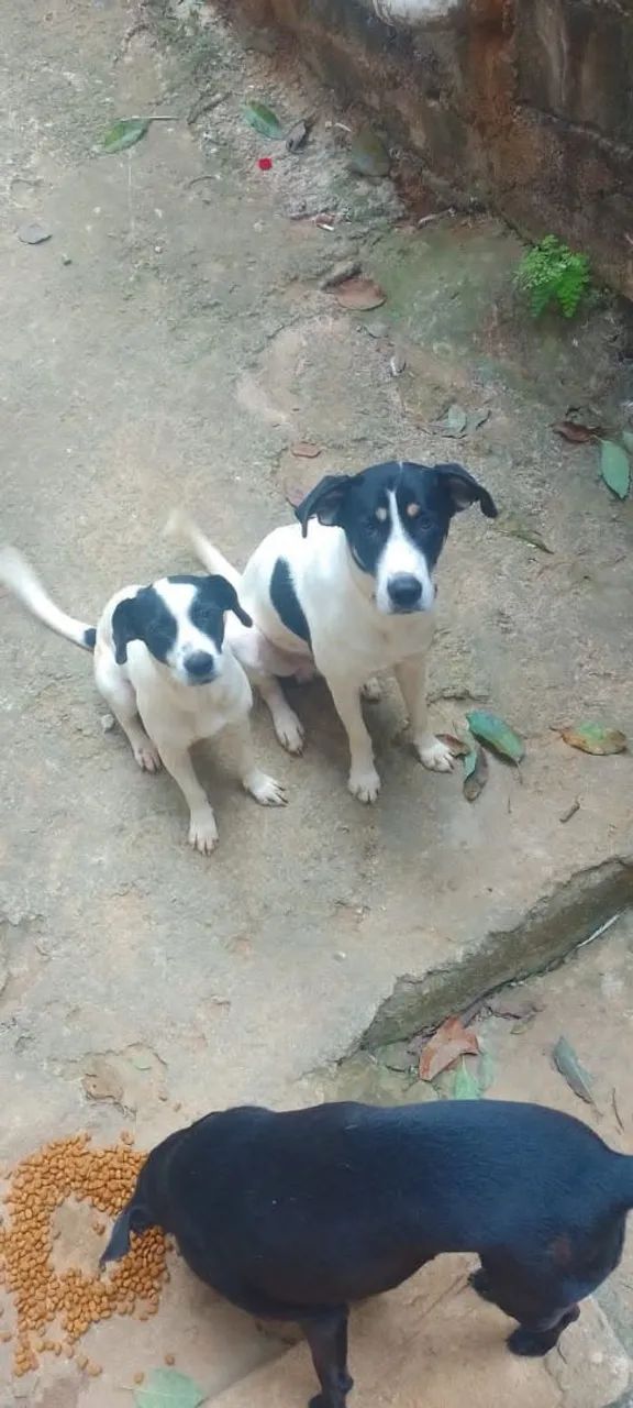 Labrador com Pitbull  - Foto 2