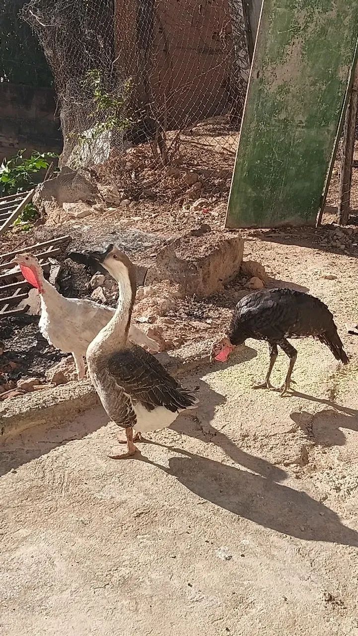 Ganso sinaleiro  - Foto 2