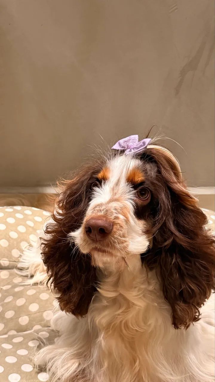 Cocker spaniel fêmea 