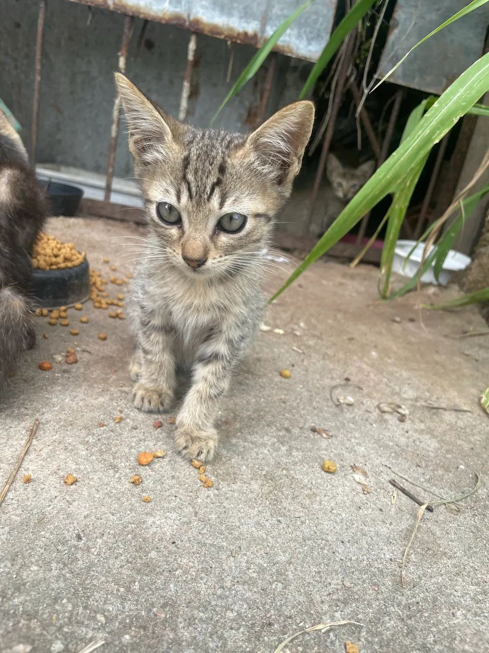 Gatinho filhotes para adoção  - Foto 5