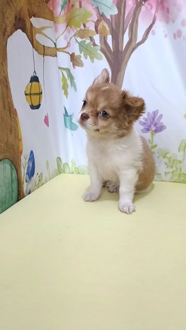 Fêmea chihuahua