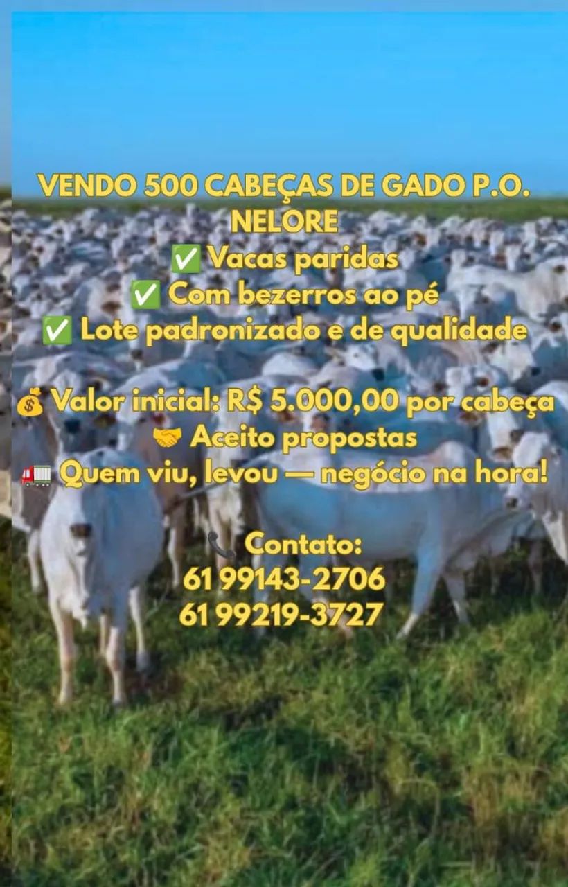 VENDO 500 CABEÇAS DE GADO P.O. NELORE