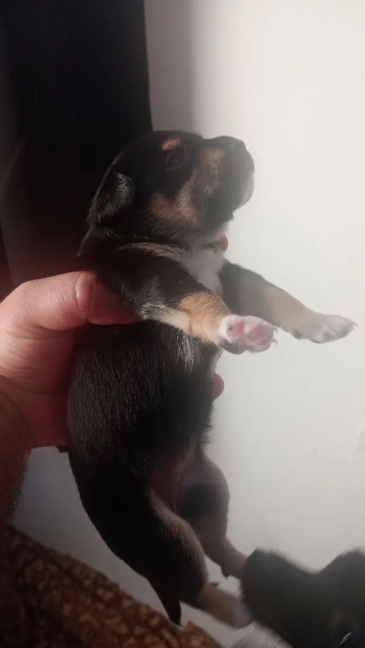 Cachorro pinther  - Foto 3