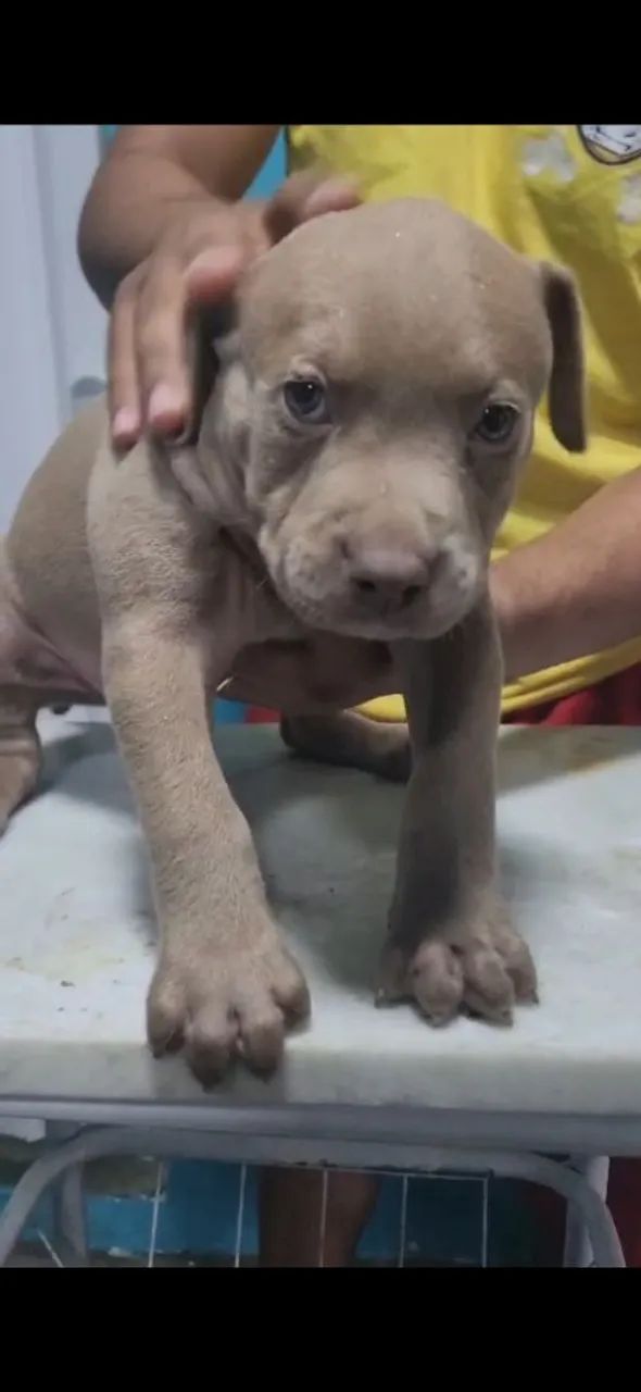 Vende-se filhote de pitbull 