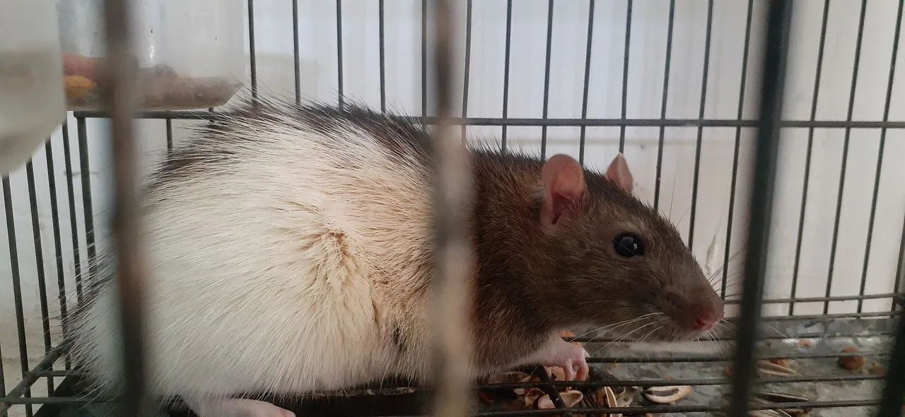 Rato Twitter com a gaiola - Foto 2
