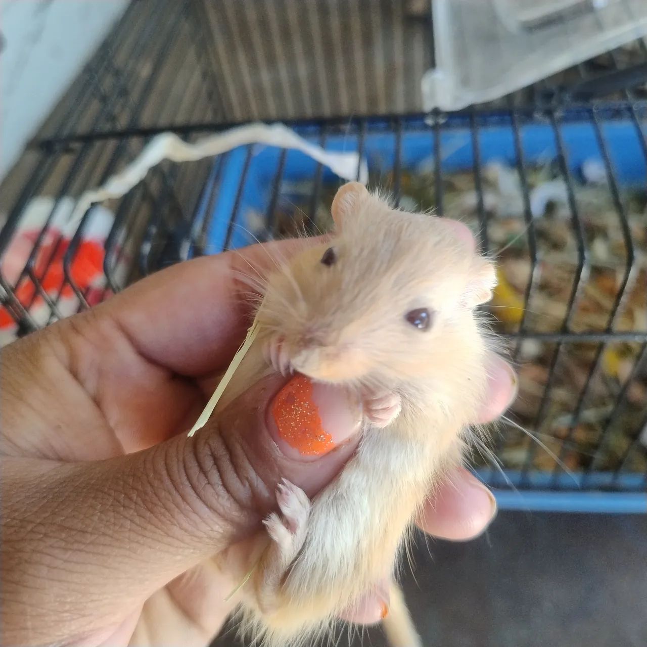 esquilo da Mongólia guerbios - Foto 4