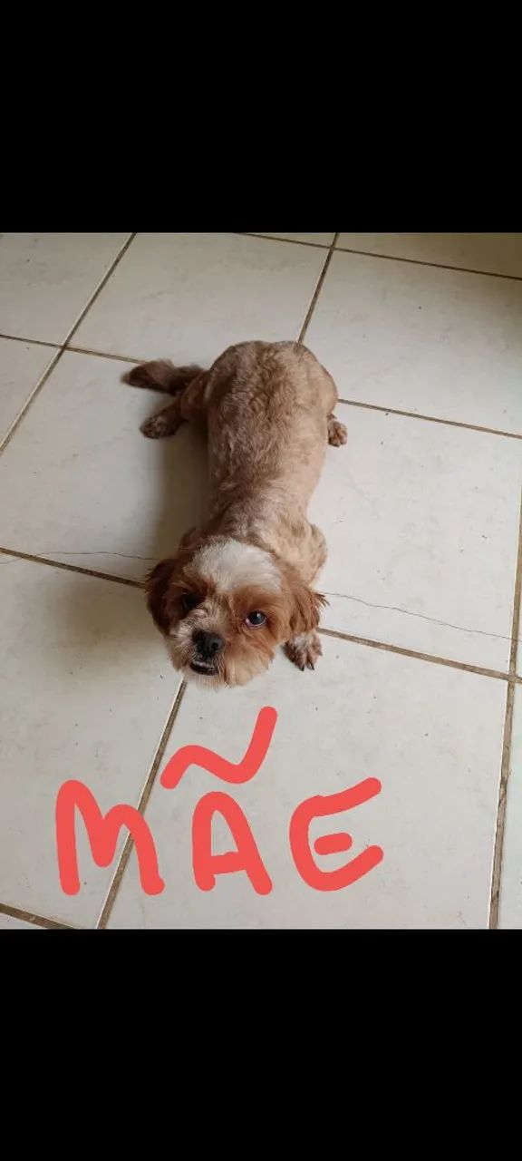 LHASA APSO  - Foto 5