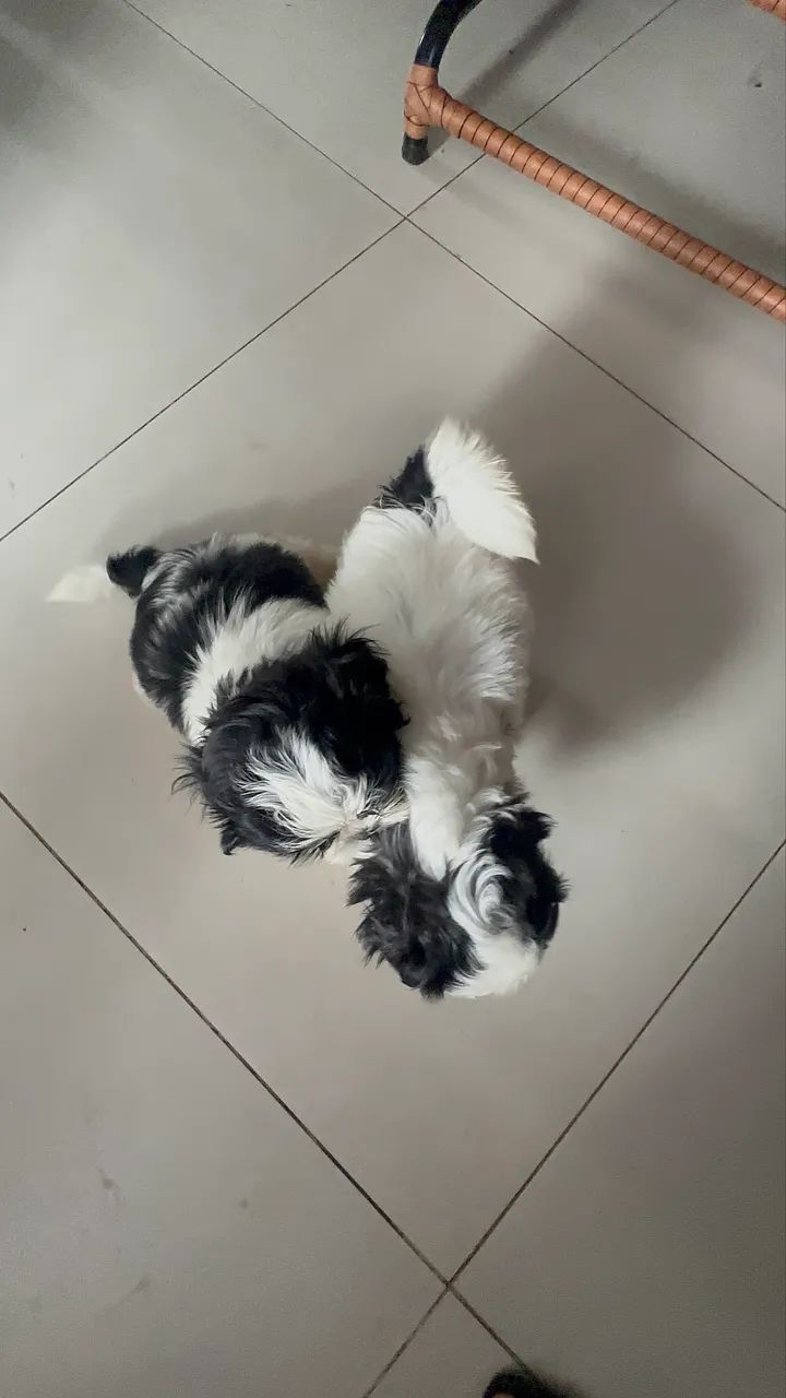 Cachorro shih tzu - Foto 2