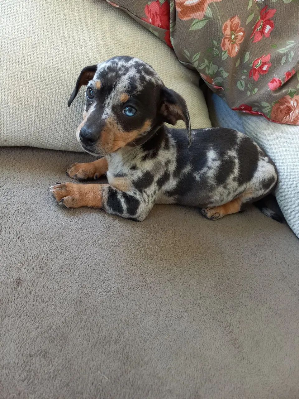 Daschund 