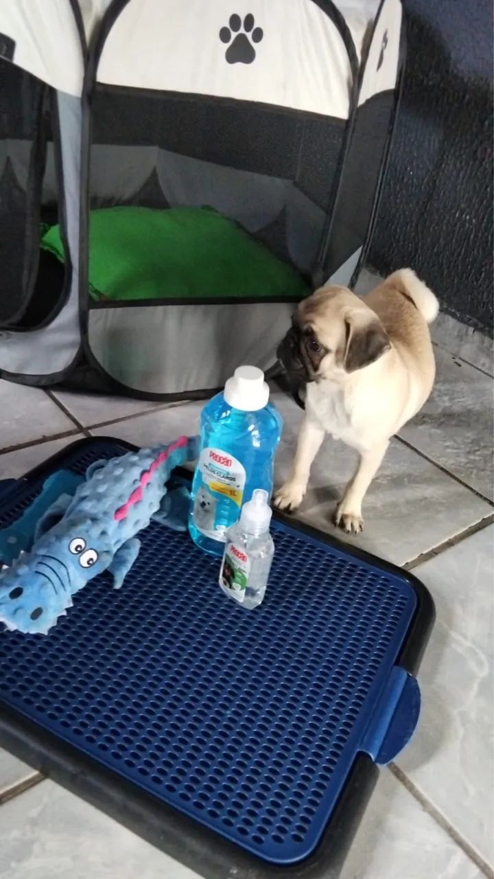 Pug filhote - Foto 5