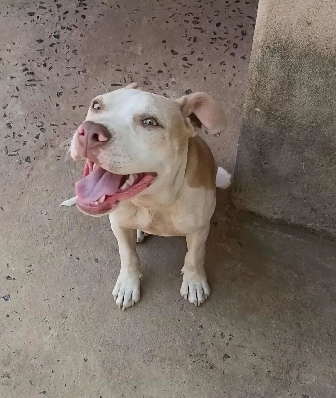 Cachorros  - Foto 4