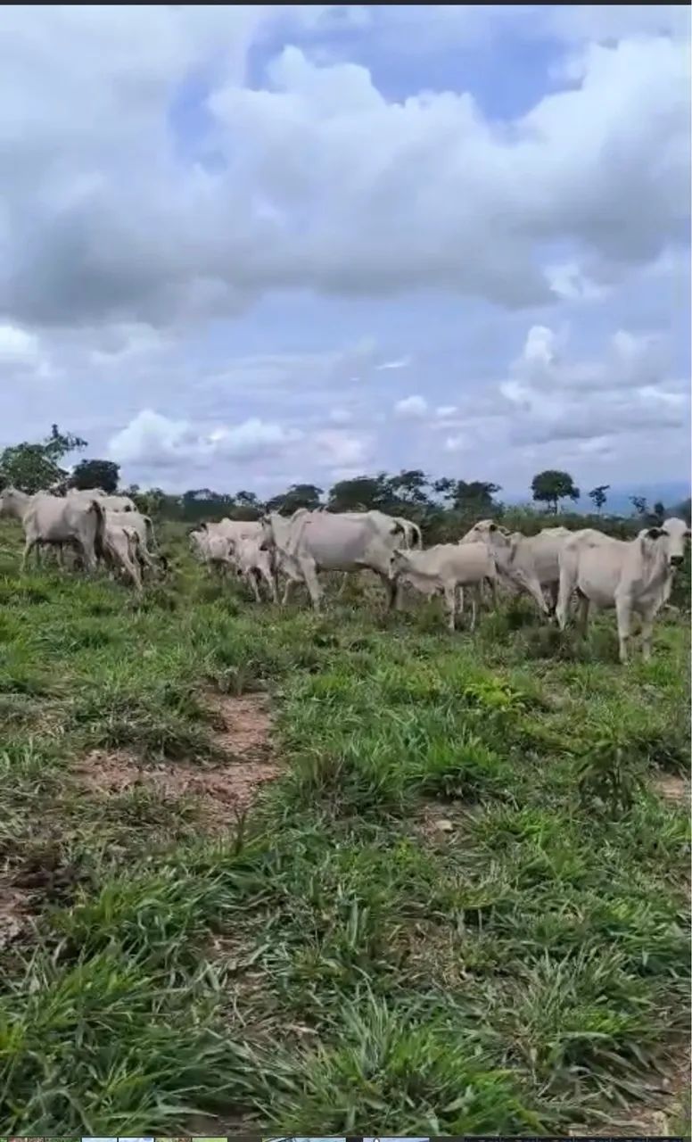 SÍTIO PASTO FORMADO  E CERCADO - Foto 5
