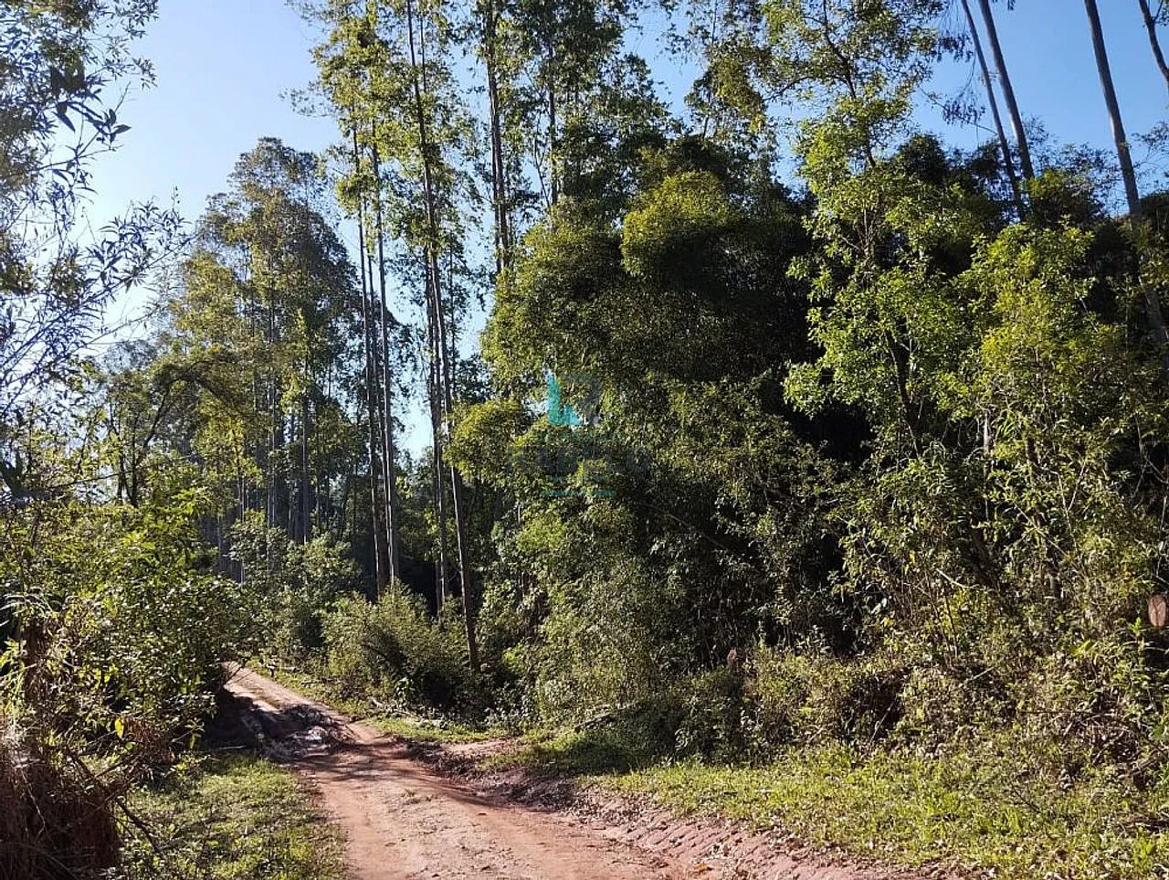 SÍTIO COM PLANTAÇÃO DE EUCALIPTOS EM CUNHA-SP - Foto 4