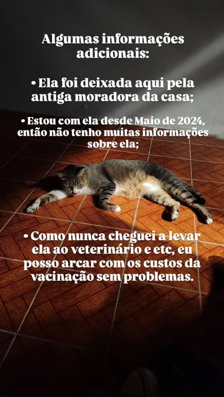 Doação de gata - URGENTE - Foto 2