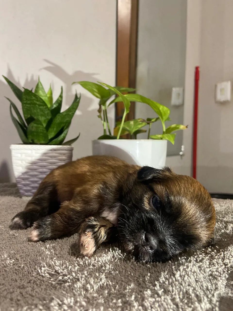Vende-se Shih Tzu  - Foto 4