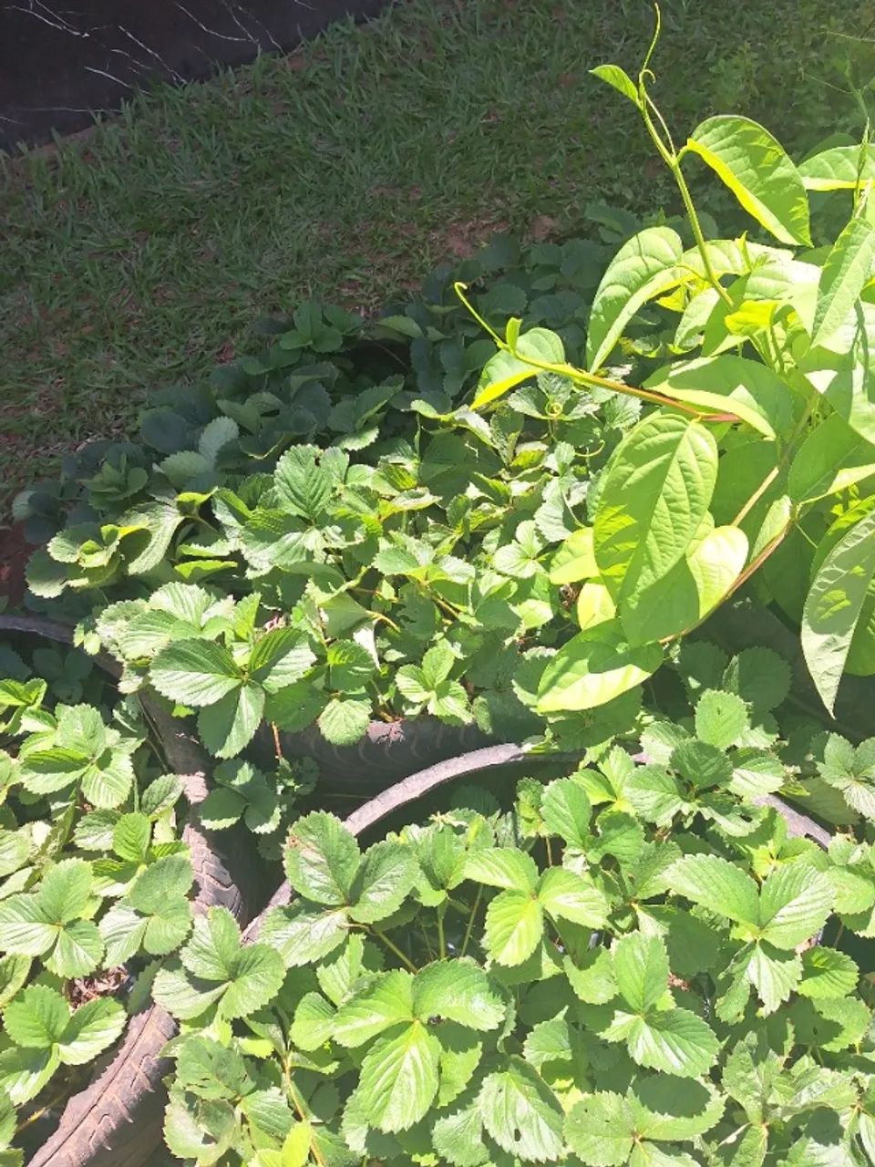 Vendo mudas de morango  - Foto 2