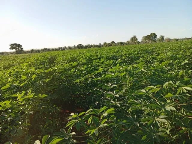DIRETO DO CAMPO PARA A SUA MESA! 