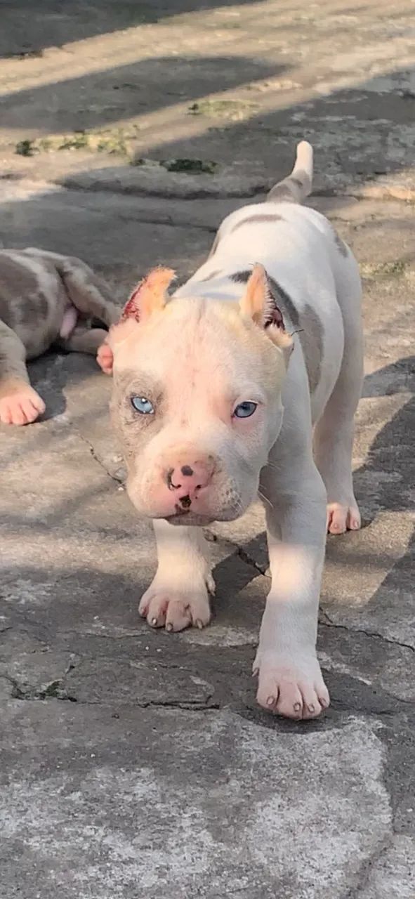 Filhotes de Pitbull  - Foto 2