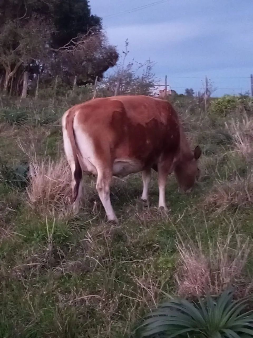 Vaca Jersey - Foto 3