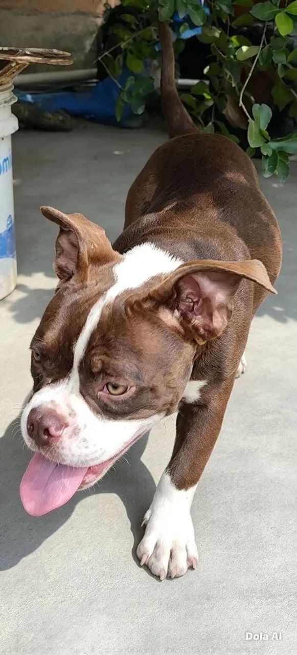American Bully - Foto 4