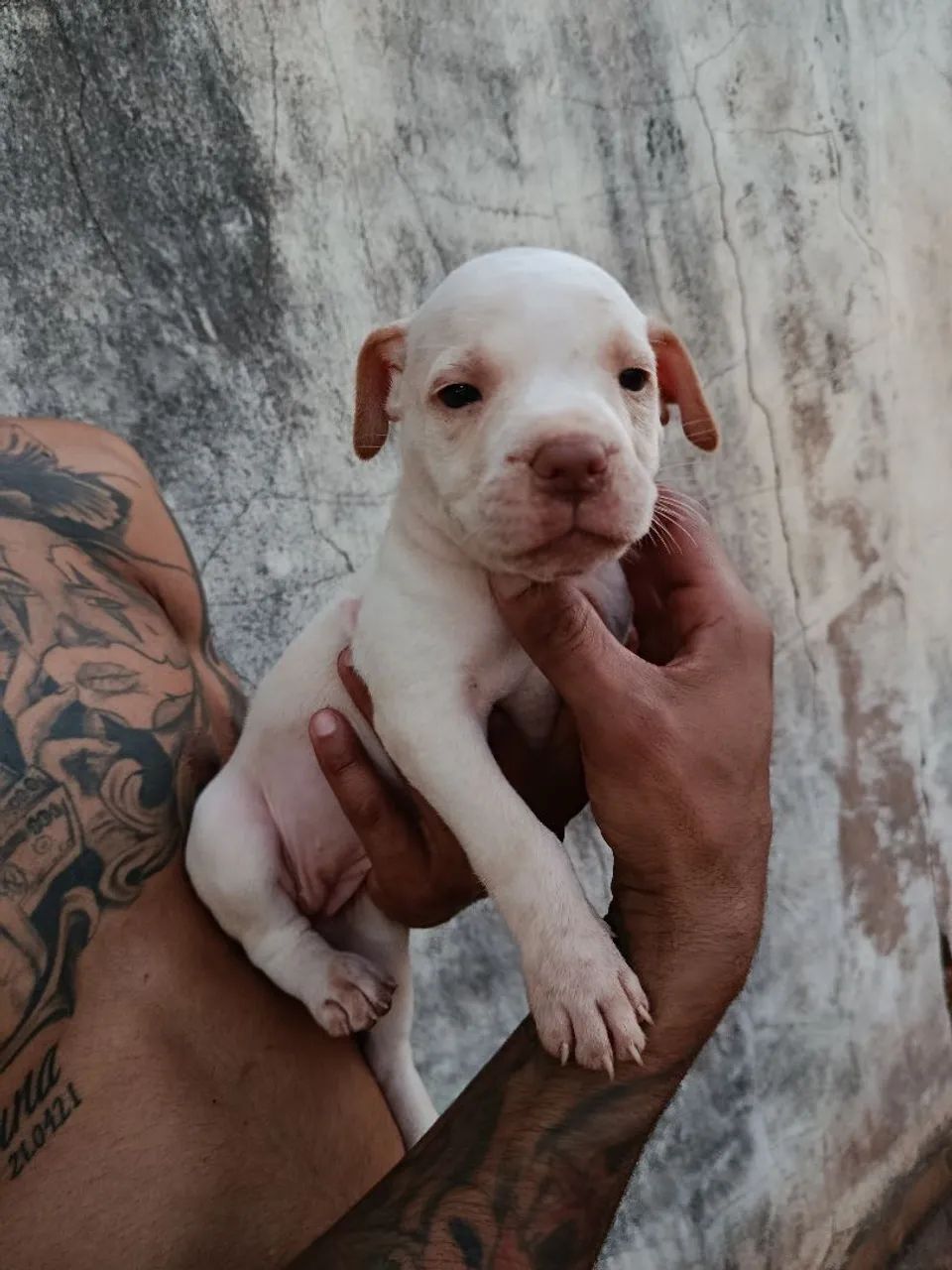 Filhotes de pitbull 