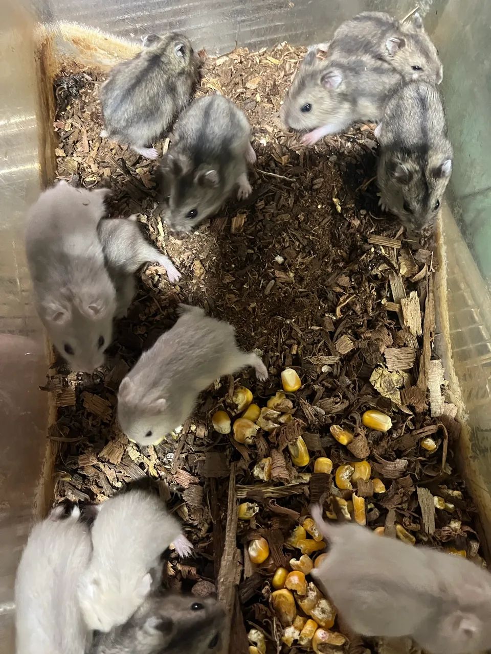 Hamster anao russo  - Foto 3