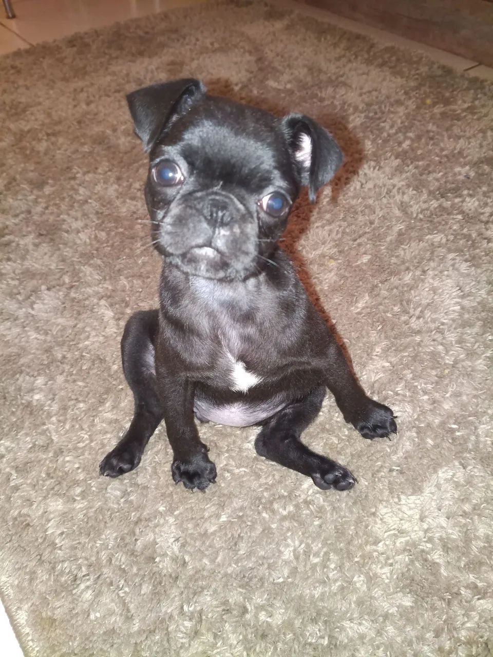Pet  - Foto 4