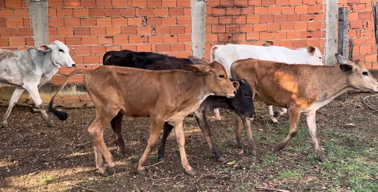 5 Bezerras (Anápolis) - Foto 4