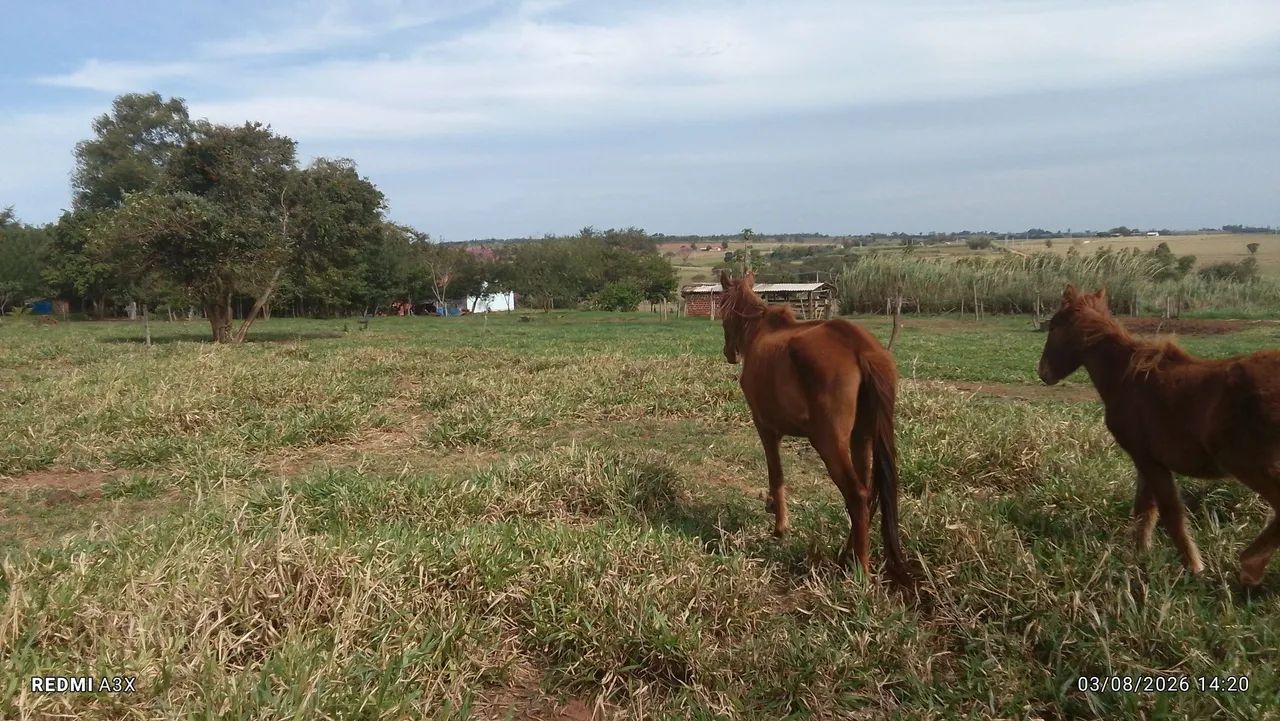 Égua  - Foto 6