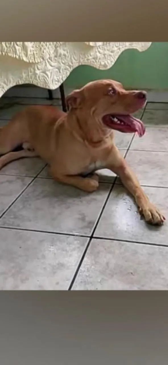Doação pitbul - Foto 4