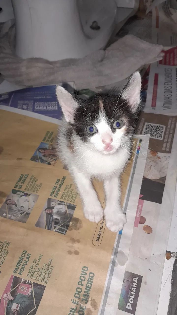 Gatinho filhote  - Foto 2